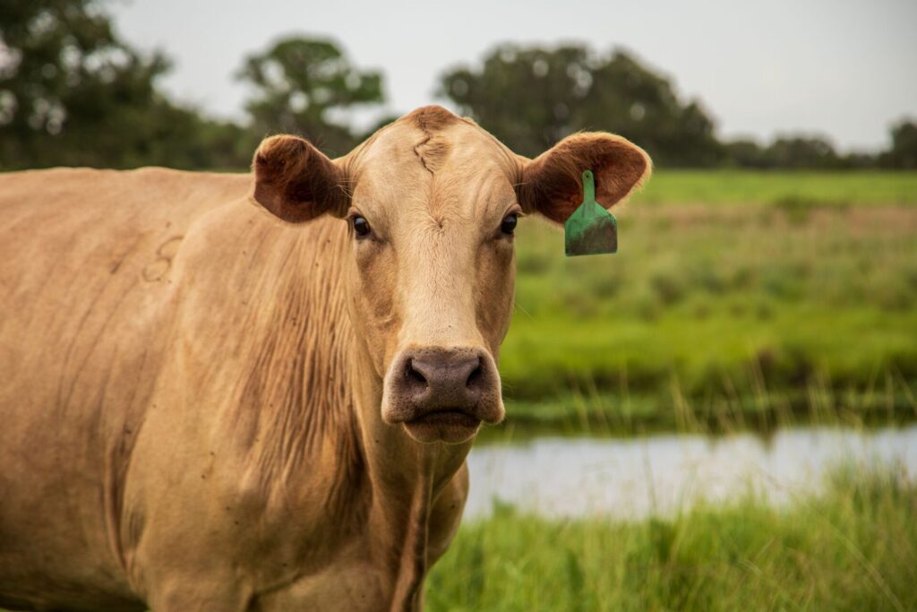 Cow on a ranch in Florida looking at the camera