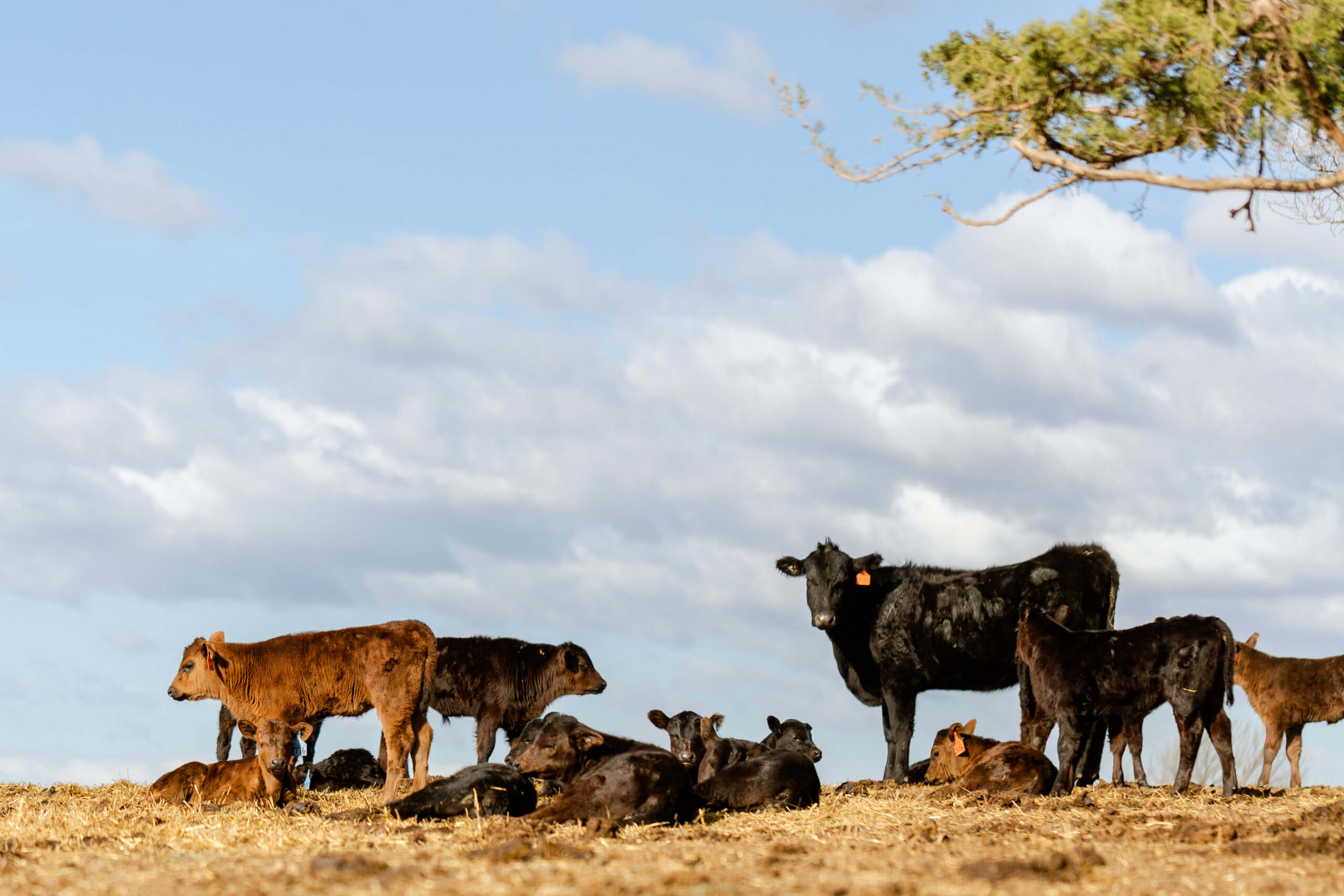 World Without Cows - photo from Blythe Ranch