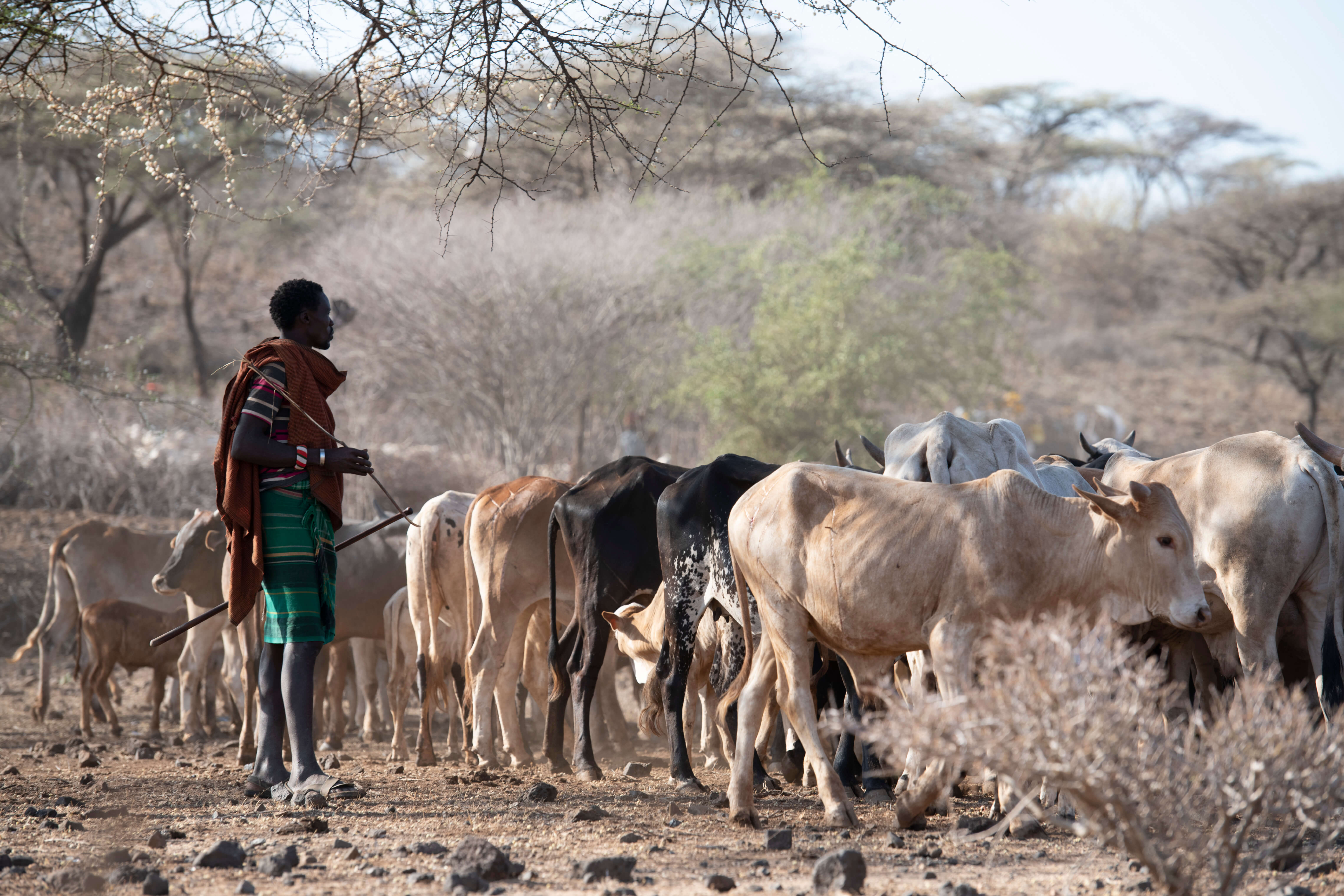 World Without Cows - photograph from Kenya