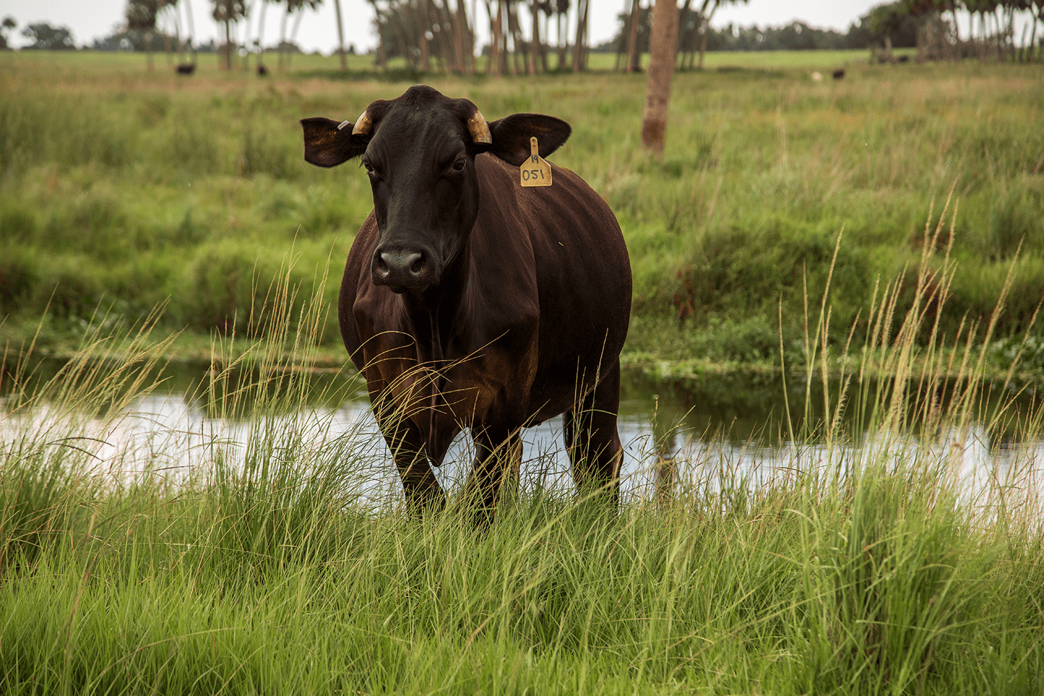 Buck-Island-Ranch-Florida-Archbold-26