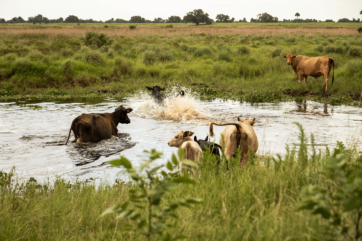 Buck-Island-Ranch-Florida-Archbold-29-(3)