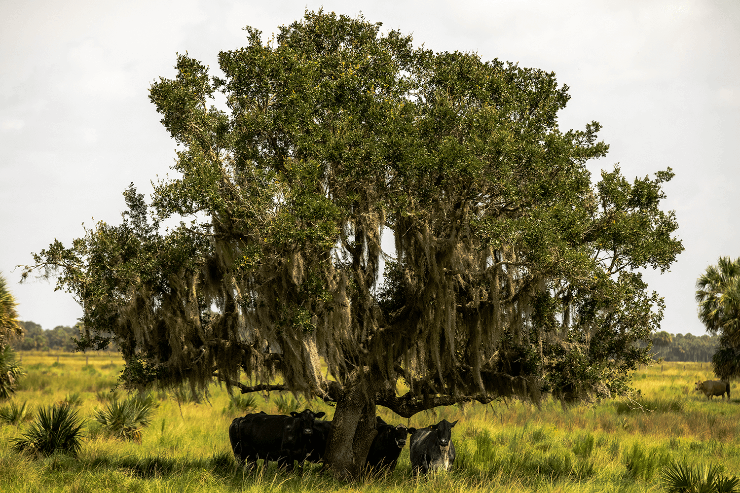 Buck-Island-Ranch-Florida-Archbold-54