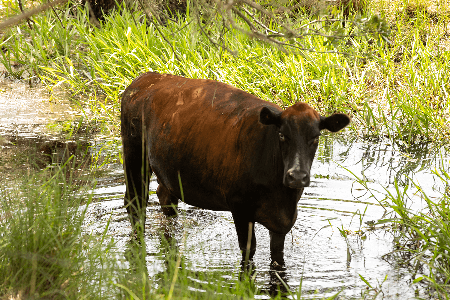 Buck-Island-Ranch-Florida-Archbold-59