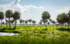 Hero Buck Island Ranch Florida Archbold 35