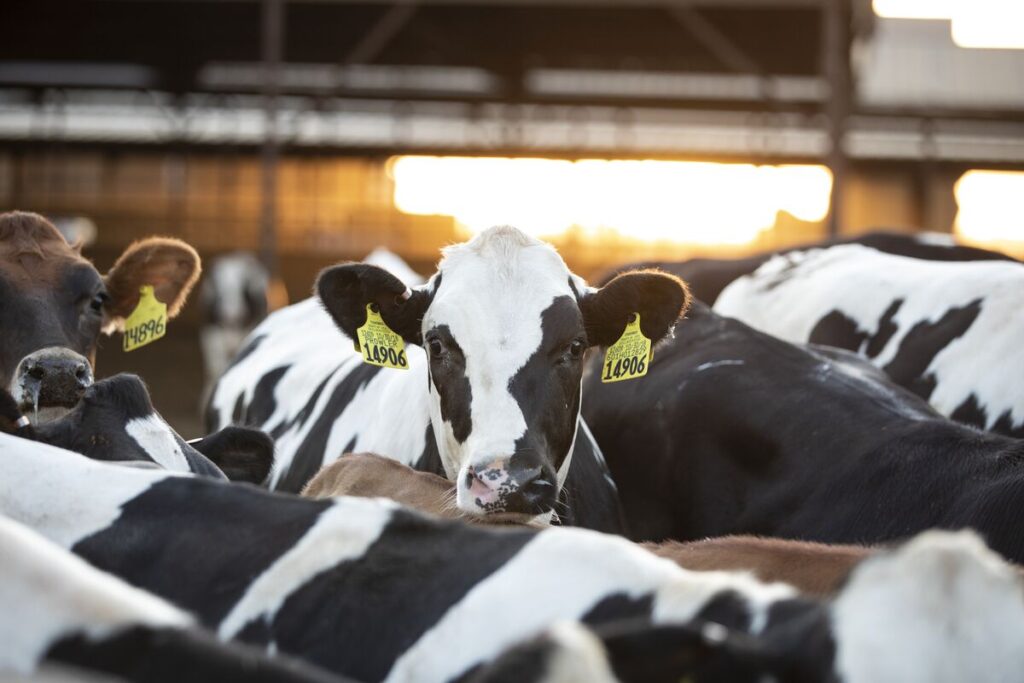 Cow looking at the camera in a herd of cattle on a dairy farm