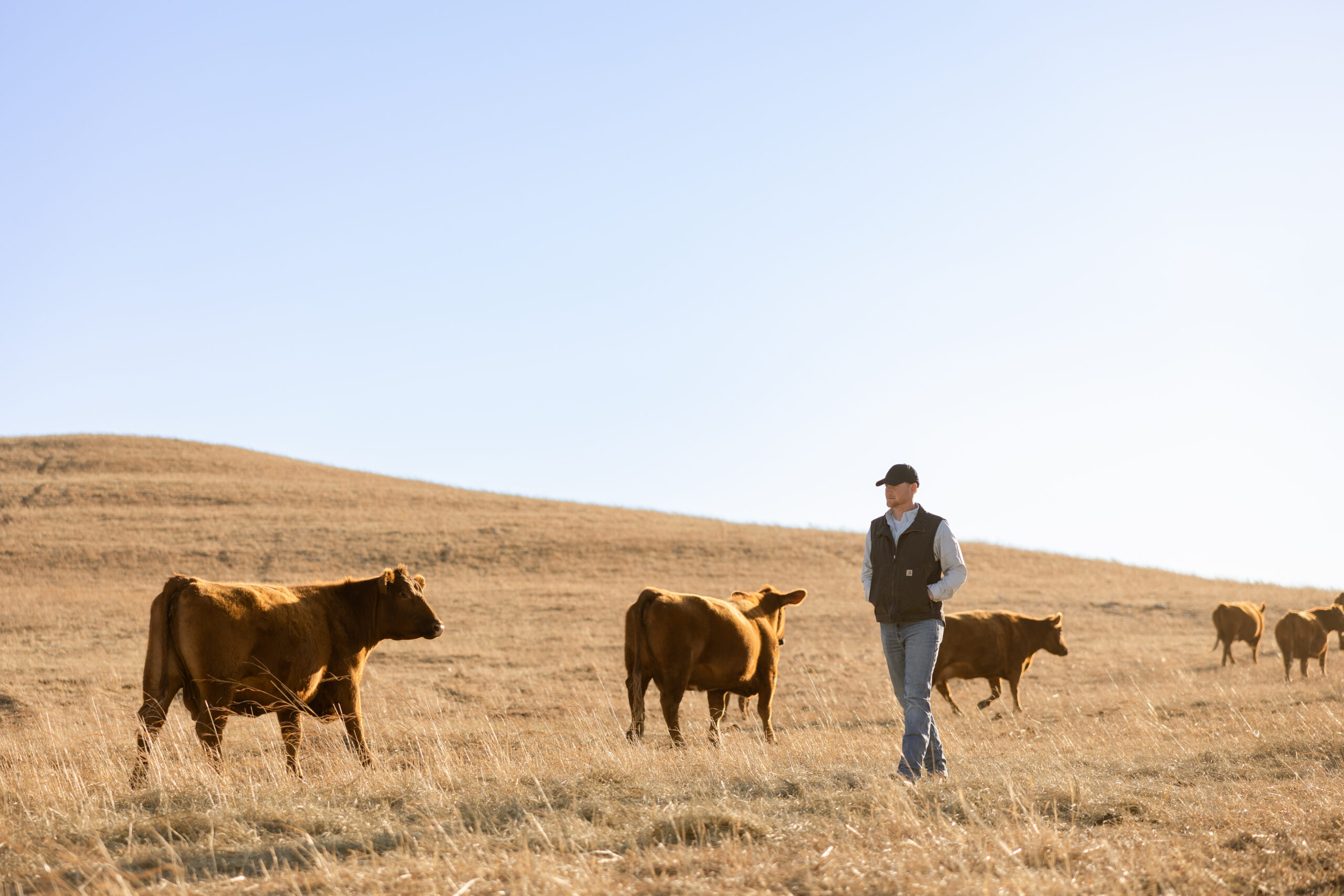 Rancher walking with his cattle on a grazing prairie