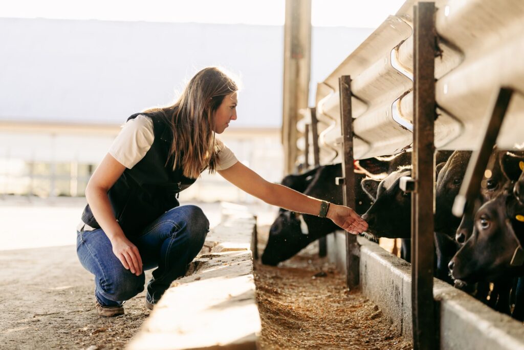 Producer kneeling down on farm as dairy cows eat from a food trough