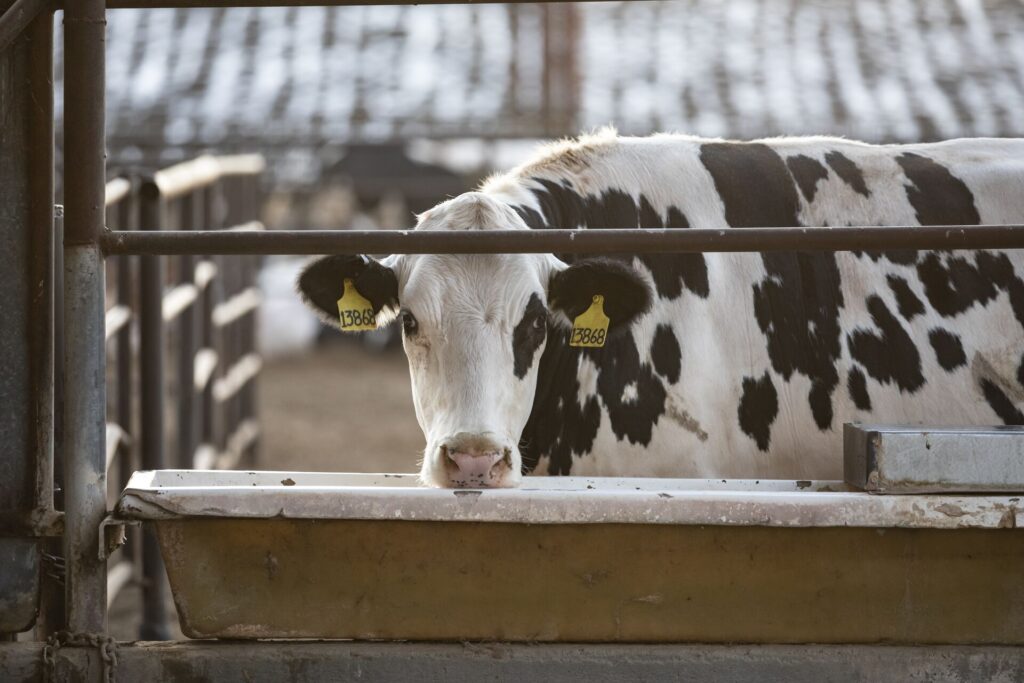 Cow looking at the camera on a diary farm