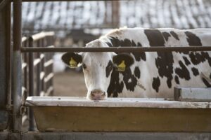 Cow looking at the camera on a diary farm