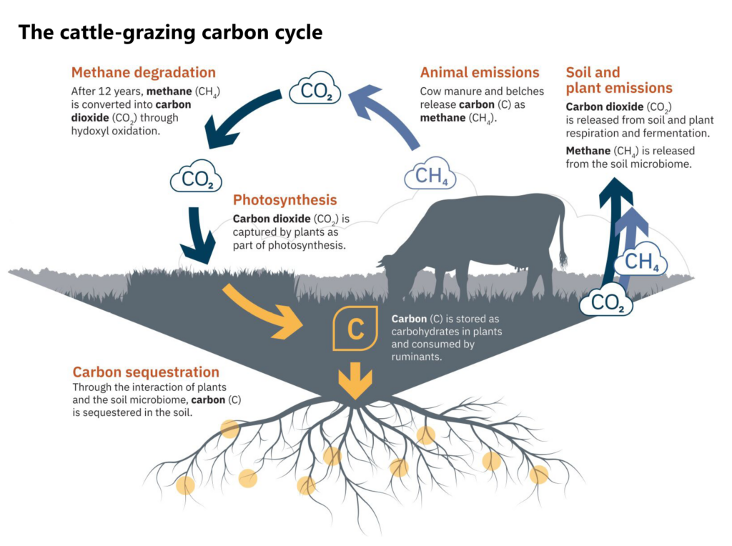 Infographic explaining the grazing cows carbon cycle