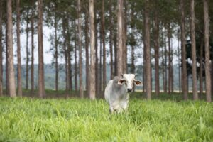 A photograph of a cow standing in a silvopasture in Brazil