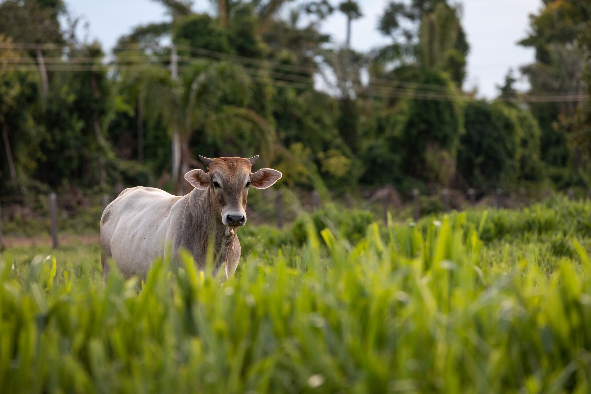 A photograph of a cow in Brazil on a silvopasture farm