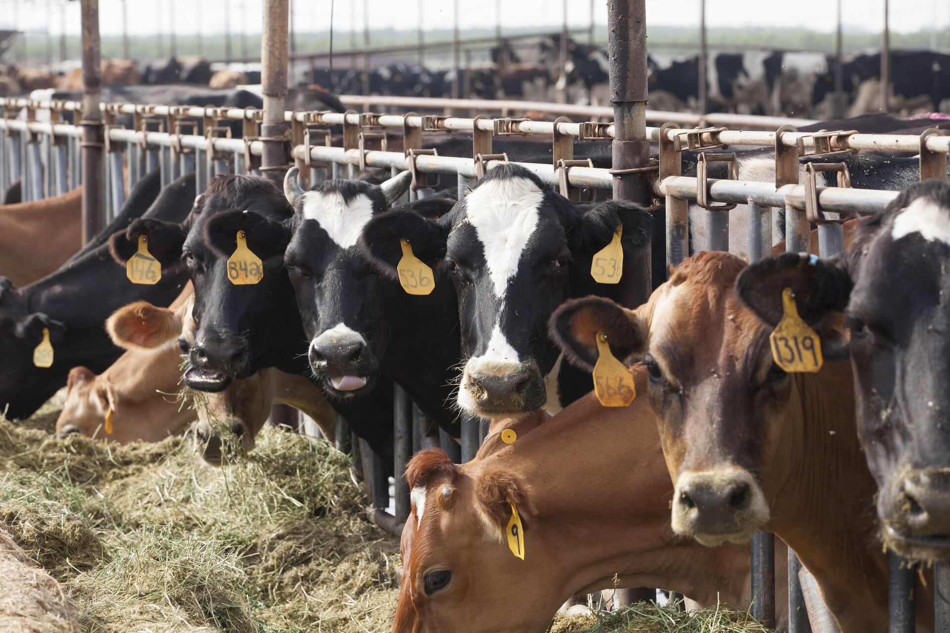 Cows looking at the camera as they eat on a farm