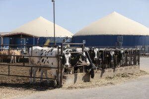 Dairy cows on a farm in California with a methane digester in the background