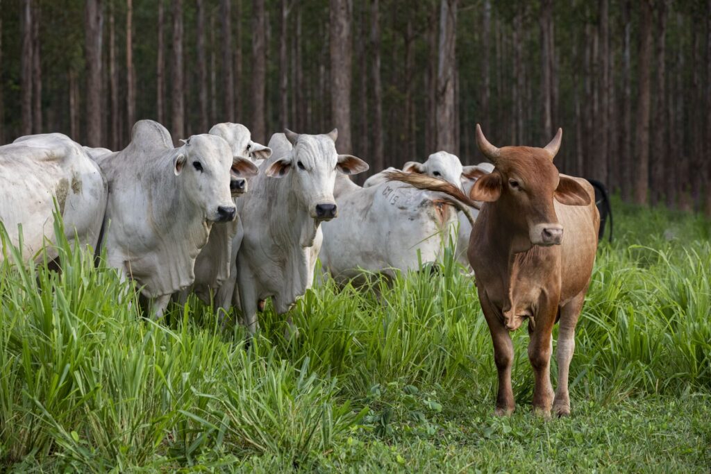 A photo of cows standing in a silvopasture looking at something off-camera