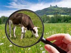 Image of a magnifying glass looking at a cow grazing on a pasture when a beautiful landscape in the background