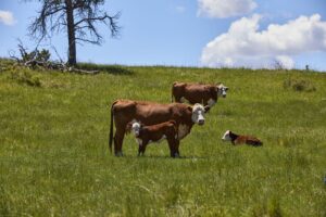 Bar Star Cattle 191