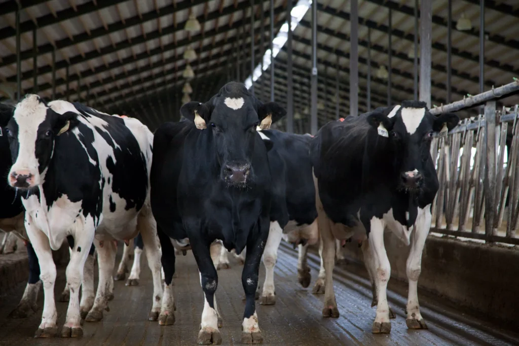 Holstein dairy cows walking inside a barn, illustrating methane emissions from cattle.