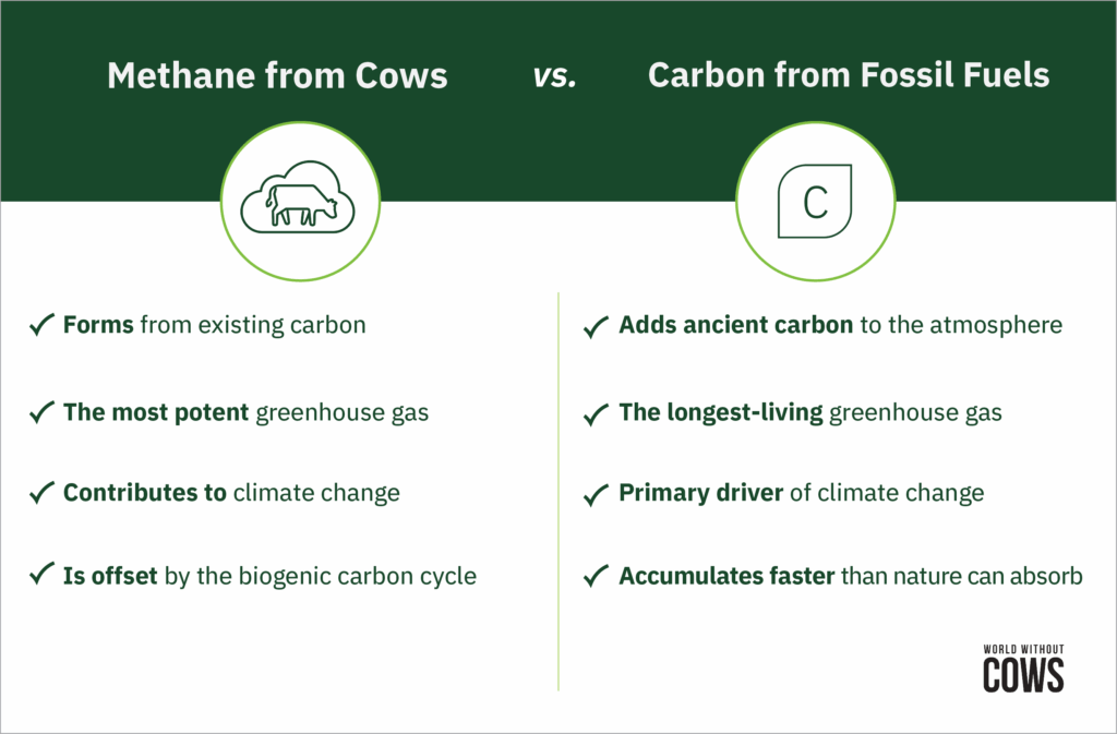 Infographic comparing methane from cows and carbon from fossil fuels. Methane from cows forms from existing carbon, is the most potent greenhouse gas, contributes to climate change, and is offset by the biogenic carbon cycle. Carbon from fossil fuels adds ancient carbon to the atmosphere, is the longest-living greenhouse gas, is the primary driver of climate change, and accumulates faster than nature can absorb.