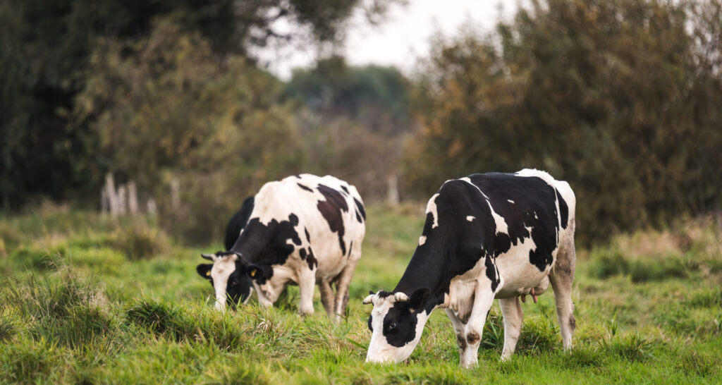 Two Holstein dairy cows grazing in lush green pasture, representing how essential oils help cows lower methane emissions and support sustainable farming.