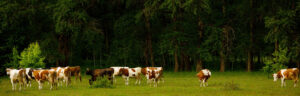 Brown and white dairy cows grazing on green pasture beside a dense forest, representing methane emissions from cattle in contrast to carbon emissions from fossil fuels.