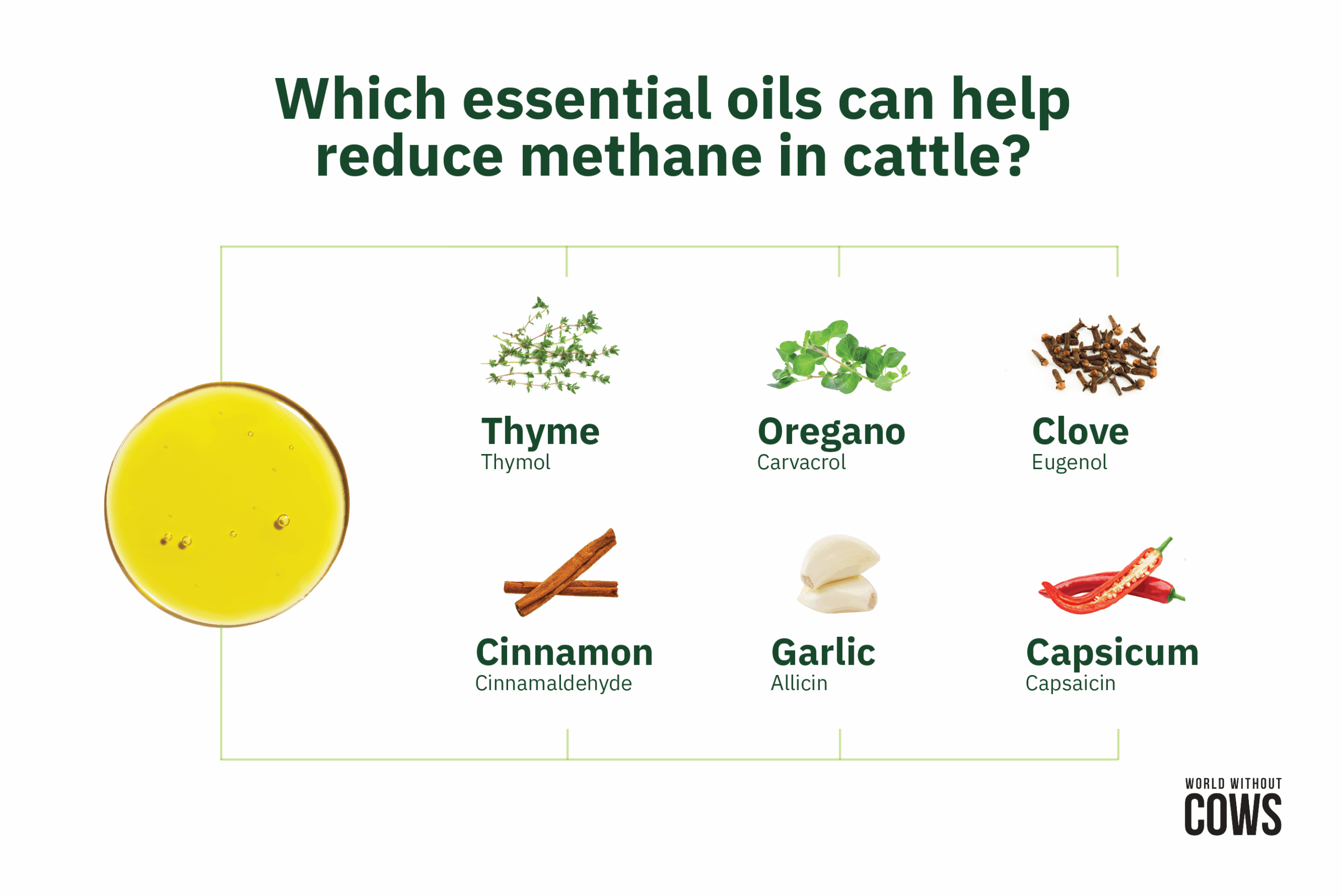 Infographic showing six essential oils that help cows reduce methane emissions: thyme, oregano, clove, cinnamon, garlic, and capsicum.