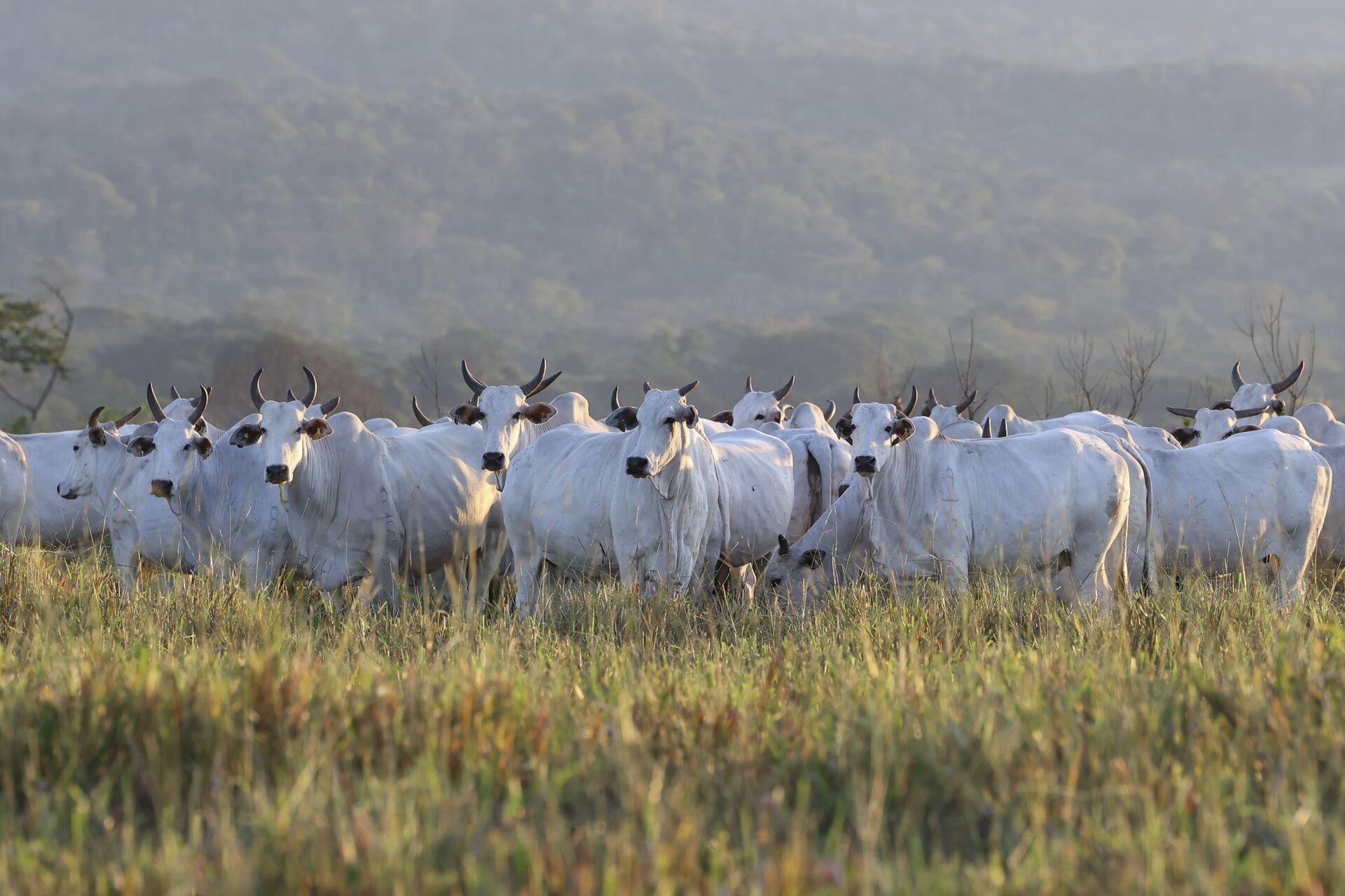 Brazil-Beef-Netolandia-046-