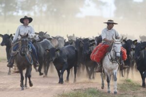 Two Brazilian cattle ranchers are leading a herd of cattle on pasture.