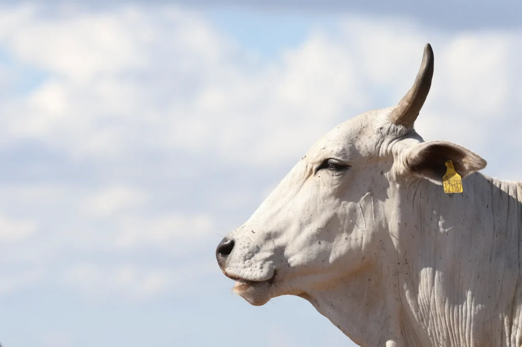 A white Nelore cow with an ear tag stands against a bright sky in rural Brazil, representing the country’s cattle sector and its role in sustainable, climate-smart food production.