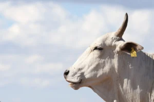 A white Nelore cow with an ear tag stands against a bright sky in rural Brazil, representing the country’s cattle sector and its role in sustainable, climate-smart food production.