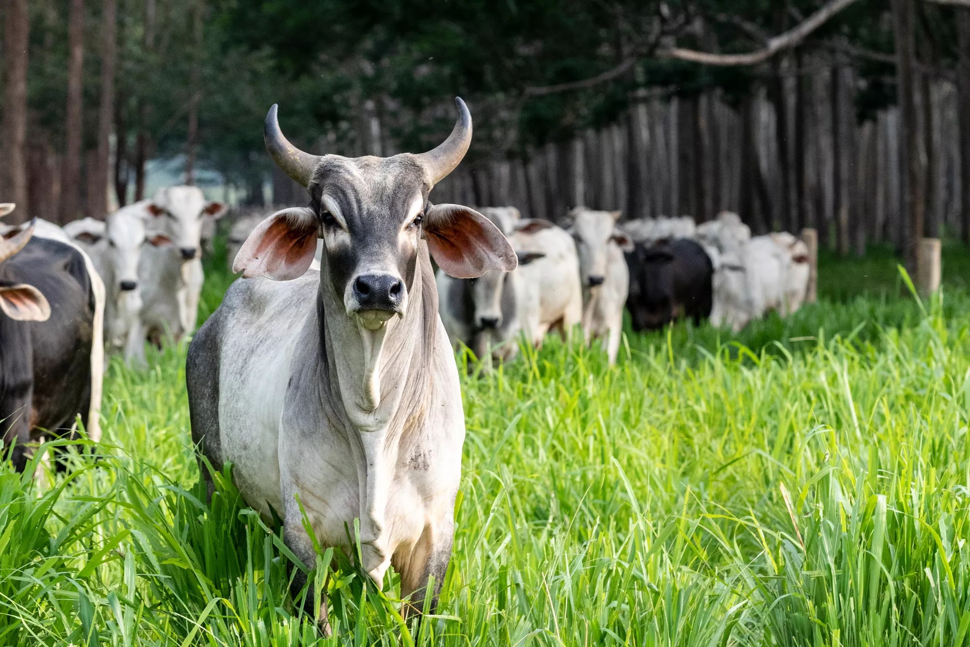 Daniel Wolf Silvopasture 114