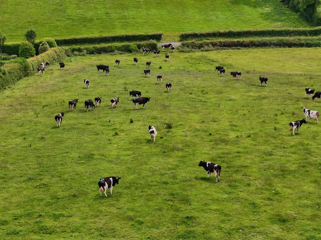 Cattle grazing in a pasture, representing methane emissions from livestock and the role of global warming potential metrics like GWP100 and GWP* in climate measurement.