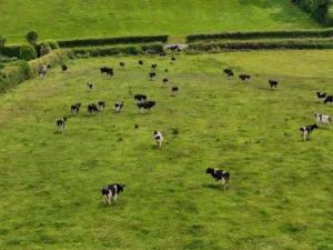 Cattle grazing in a pasture, representing methane emissions from livestock and the role of global warming potential metrics like GWP100 and GWP* in climate measurement.