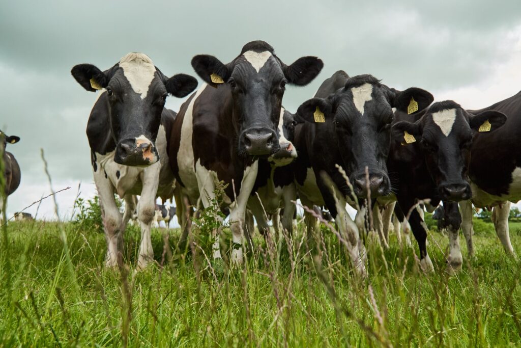 Ireland DairyFarm JamesCromie BanbridgeUK 025