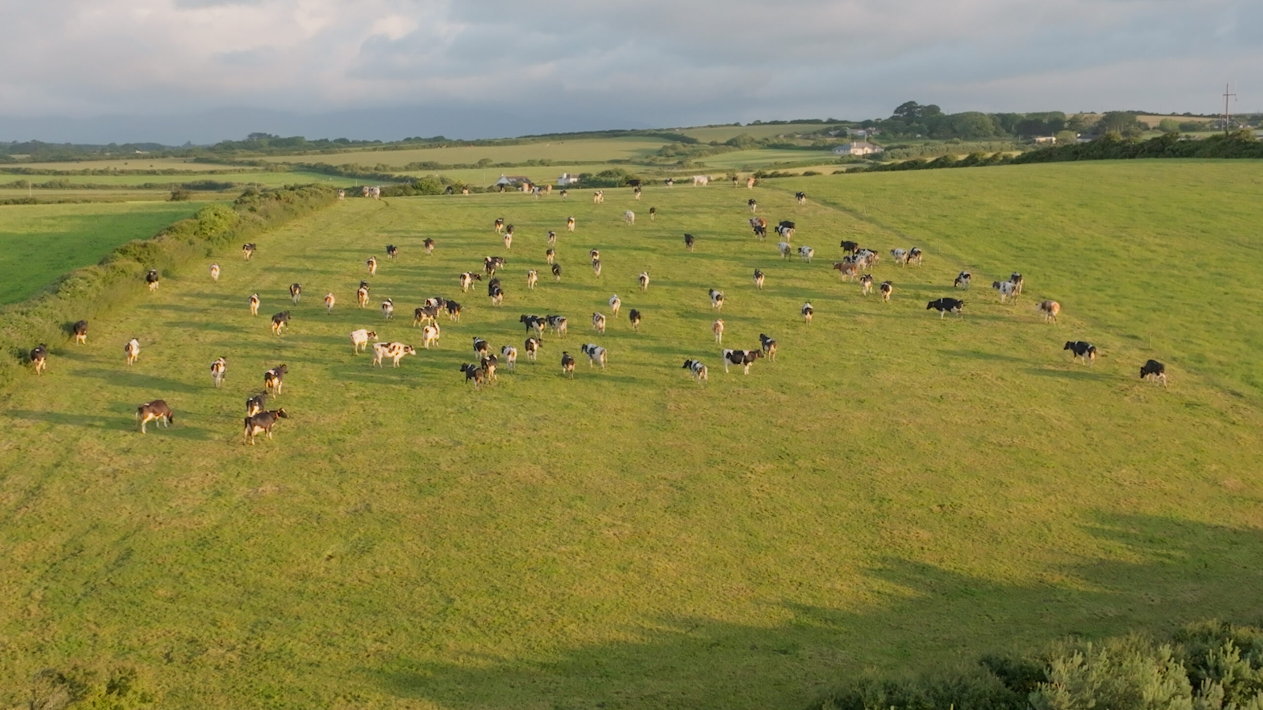 Irish dairy cows grazing on Niall Moore’s pasture in County Waterford, Ireland, showcasing grass-fed, pasture-based dairy farming landscape.
