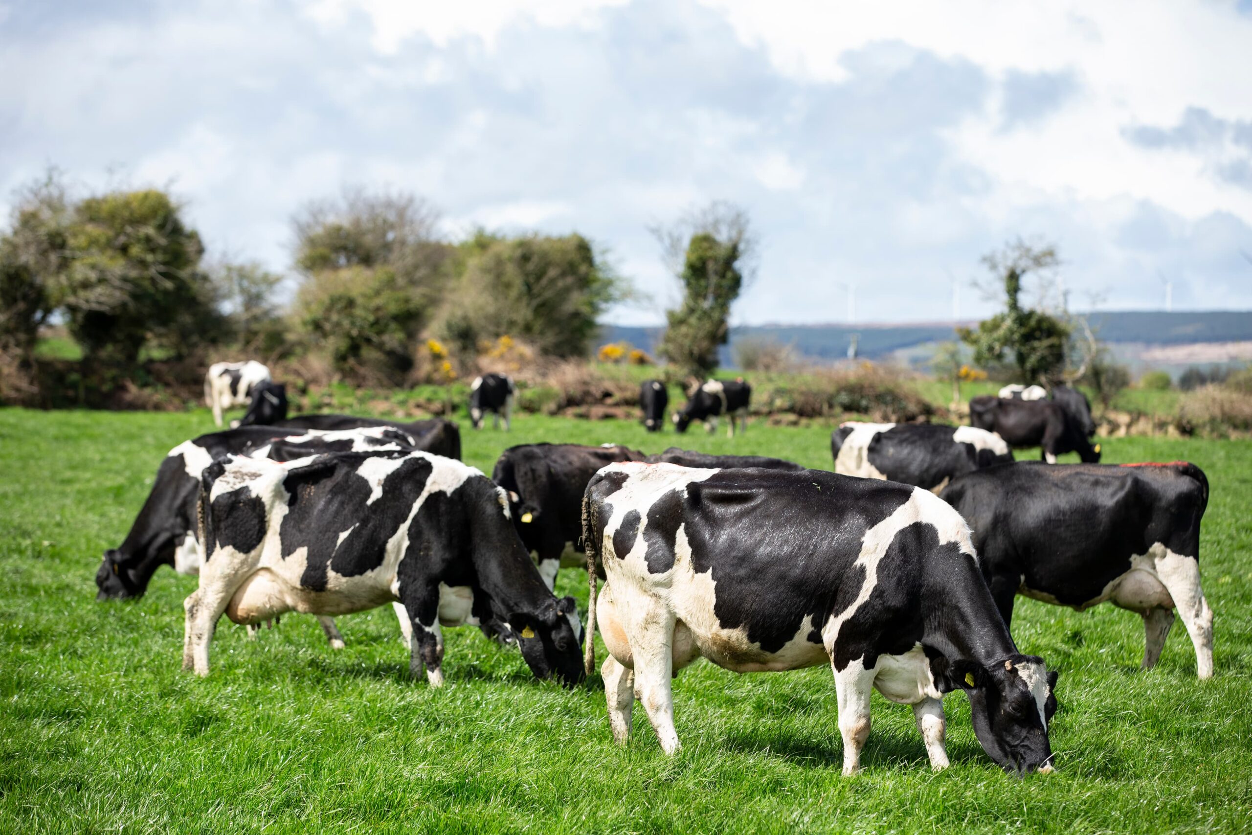 Holstein dairy cows graze on Irish pasture, where farmers are working to protect productivity while managing nitrogen runoff.