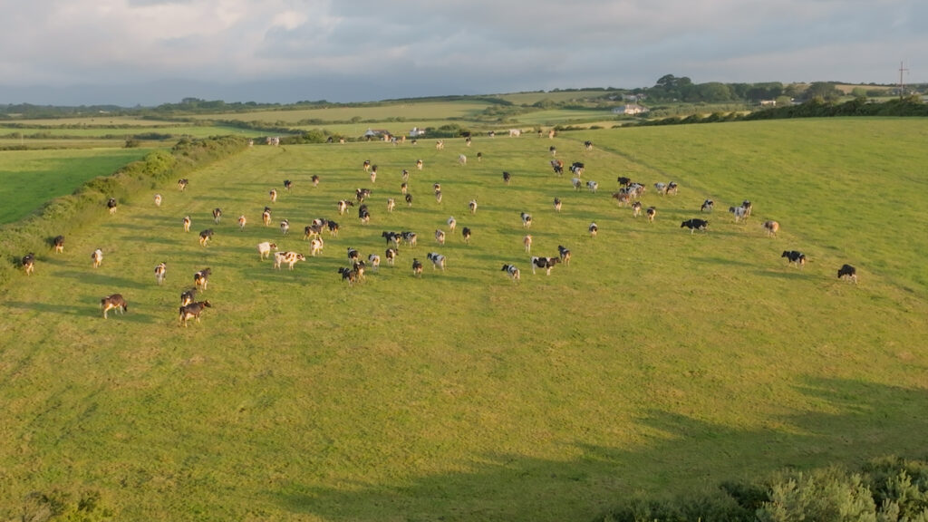 Aerial shot in Ireland of dairy cows roaming the pasture