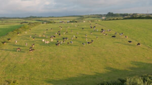 Aerial shot in Ireland of dairy cows roaming the pasture